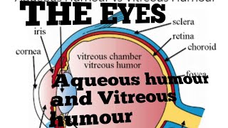 The EyesAqueous humour and Vitreous humour [upl. by Beacham]