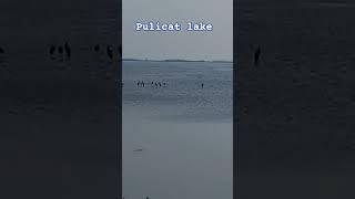 Pulicat lake [upl. by Bobina]