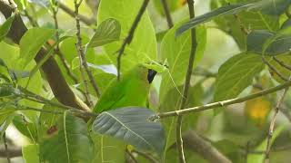 Blue winged leafbird Nilgiris District [upl. by Eenahpets]