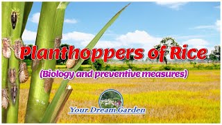 PLANTHOPPERS OF RICE Biology and preventive measures [upl. by Radnaskela]