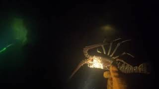 Lobster Harvesting at NIGHT [upl. by Anelad]