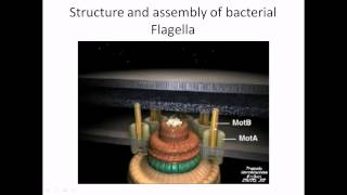 Flagella structure and assembly [upl. by Sabanrab124]