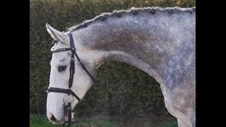 wwwsporthorsesonlinecom 2010 Hunter gelding sold [upl. by Ainad]