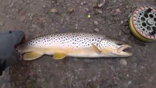 Truite brune  Remise à leau  Lomechuse guide de pêche aux salmonidés  Rivières du lac Ontario [upl. by Dlorrej322]