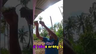 Jom Tengok Full Video sedili johor lawak gurauan [upl. by Sage52]