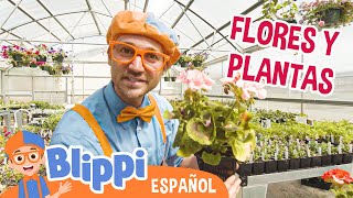 Blippi aprende sobre plantas🌱🌸 Blippi Español  Videos educativos para niños  Aprende y Juega [upl. by Encratia495]