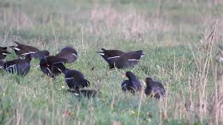 Waterhoen  Moorhen Teichhuhn [upl. by Civ]