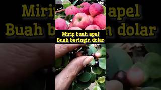 Ciri pohon beringin dolar ficus bejamina shorts bonsai viral [upl. by Jeanelle858]