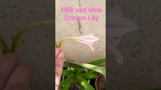 Milk and Wine Crinum Lily gardening bulb flowers [upl. by Senalda809]