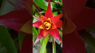 Guzmania lingulata nature flowers jardines garden flores [upl. by Yablon]