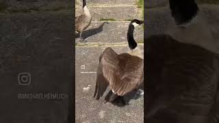 Two gaggles of CanadaCanadian geesegoslings on grass swimming in pond Northbrook Illinois USA [upl. by Nhguahs361]