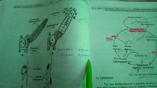 Ectocarpus life cycle and reproduction [upl. by Nnairrek]