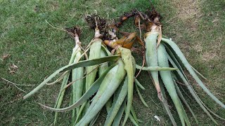 Keep Aloe Pups Alive For a Long Time Without Soil [upl. by Tracey483]