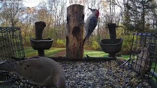 Blue Jays RedBellied Woodpecker and Dove at the platform feeder [upl. by Ellennad880]