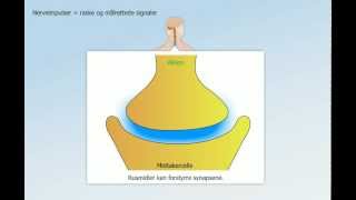 Hormonsystem og nervesystem [upl. by Meda]