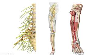 INERVAÇÃO DO PÉ anatomy fisioterapia medico neurology educationalvideo anatomia neurociencia [upl. by Tuesday522]