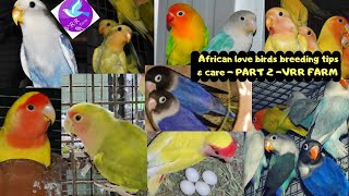 African lovebirds Breeding tips and care in detail part 2VRR birds farmafrican love birds [upl. by Atwood458]