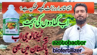 How beneficial is the biofertilizer azotobacter bacteriahow can use azotobactor [upl. by Gardener]