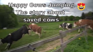 Happy Saved Cows Jumping for joy [upl. by Salangi]