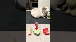 My guinea pigs favorite food guineapig food vegetables apple pepper cucumber funny memes [upl. by Tiffy984]