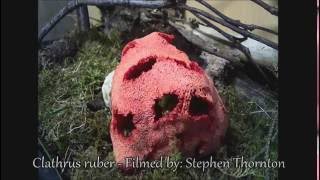 Red Cage Stinkhorn Fungus Time Lapse [upl. by Monica771]