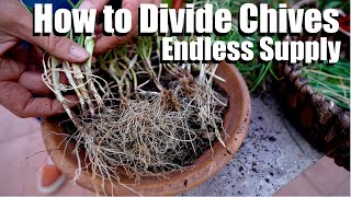 How to Divide Chives for an Endless Supply of Free Plants  4 Easy Steps🌱 [upl. by Winthrop]