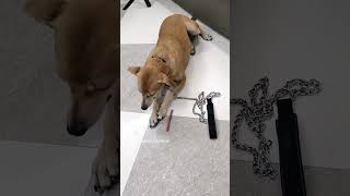 Chew sticks kha Rahi meri BHURI 🐾🐕doglover viralvideo pets [upl. by Enneiluj625]