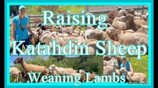 RAISING KATAHDIN SHEEP WEANING LAMBS farming sheep katahdin lambs animals [upl. by Eoin738]