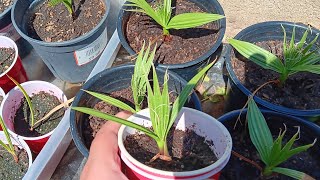 Washingtonia Filifera update California fan palm [upl. by Eivla]