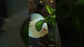 Discus fish ディスカス 七彩神仙魚 ikan diskus pez disco peixe disco pesci disco discusvissen dyskowce [upl. by Airpac612]