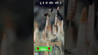 Love burds ytshorts shortvideo trending couplegoals viralvideo morefunsmile [upl. by Varini334]