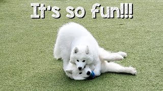 Dogs react to Samoyed puppy at dog park [upl. by Eniawed505]