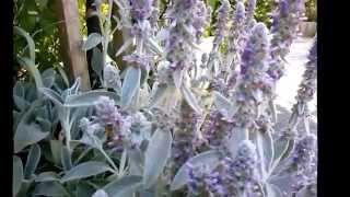 Stachys lanata stackys olimpica medicinal herb [upl. by Ecniv]