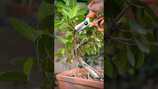 Pruning a Ficus Microcarpa Bonsai [upl. by Zoeller]