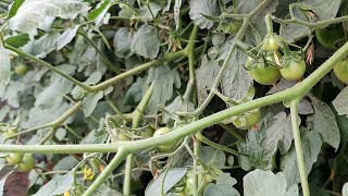 tomato farming is live streaming 🍅🍅🍅🍅 [upl. by Malcah]