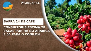 Safra 24 de café Consultoria estima 28 sacas por ha no arábica e 55 para o conilon [upl. by Nomolas831]