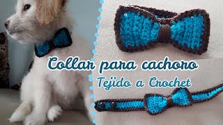 Collar para Cachorro tejido a Crochet 🐶🐱  Enredados entre Hilos [upl. by Halihs]