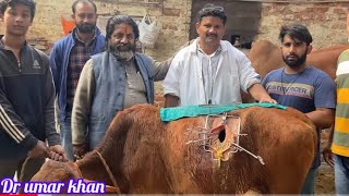 Rumenotomy in animal l impaction of rumen l Bloat l Tympany l अफ़ारा l plastic bag in rumen l drumar [upl. by Kit692]