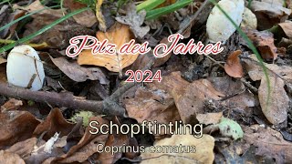 Schopftintling Pilz des Jahres 2024  Pilze unter der Lupe [upl. by Nrobyalc]