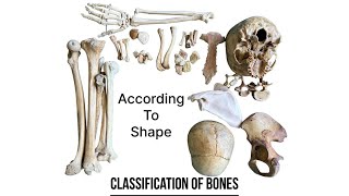 Classification of bones according to shape  human anatomy  Foziya Vohra amp Mukta Nivedita [upl. by Nednil]