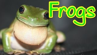 Hopping Frogs  A look at the amazing frog [upl. by Durward]