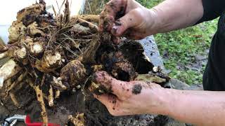 Breaking Elecampane Inula helenium root down Part 3 [upl. by Artek]