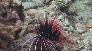 Clearfin Lionfish Pterois radiata [upl. by Akins962]