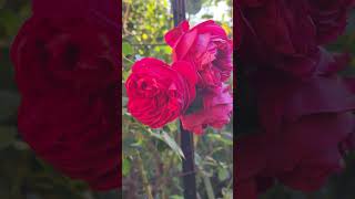 Rose vlog 10312924 David Austin Jubilee celebration rose and Red Eden rose [upl. by Berkley186]