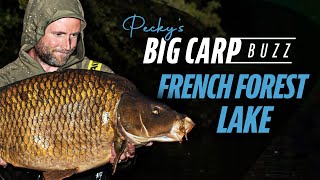 Peckys Big Carp Buzz  French Forest Lake [upl. by Silvain655]