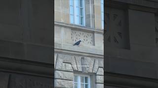 Walnut and Crow Luxembourg Spuerkeess Agence Gare superkeess crow walnut luxembourgcity luxem [upl. by Just]