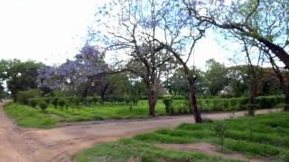 Jatropha Farming and Processing at Toleza Farms [upl. by Einnahc]