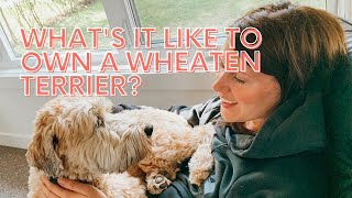 Whats it like to own a Wheaten Terrier [upl. by Eeleak]