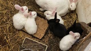 Pet rabbit meets wild rabbit for the first time [upl. by Meagan]