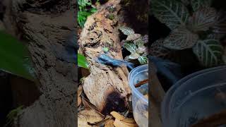 New Poison Dart Frogs from NARBC Tinley Park 2023 dartfrog amphibian [upl. by Stanton]